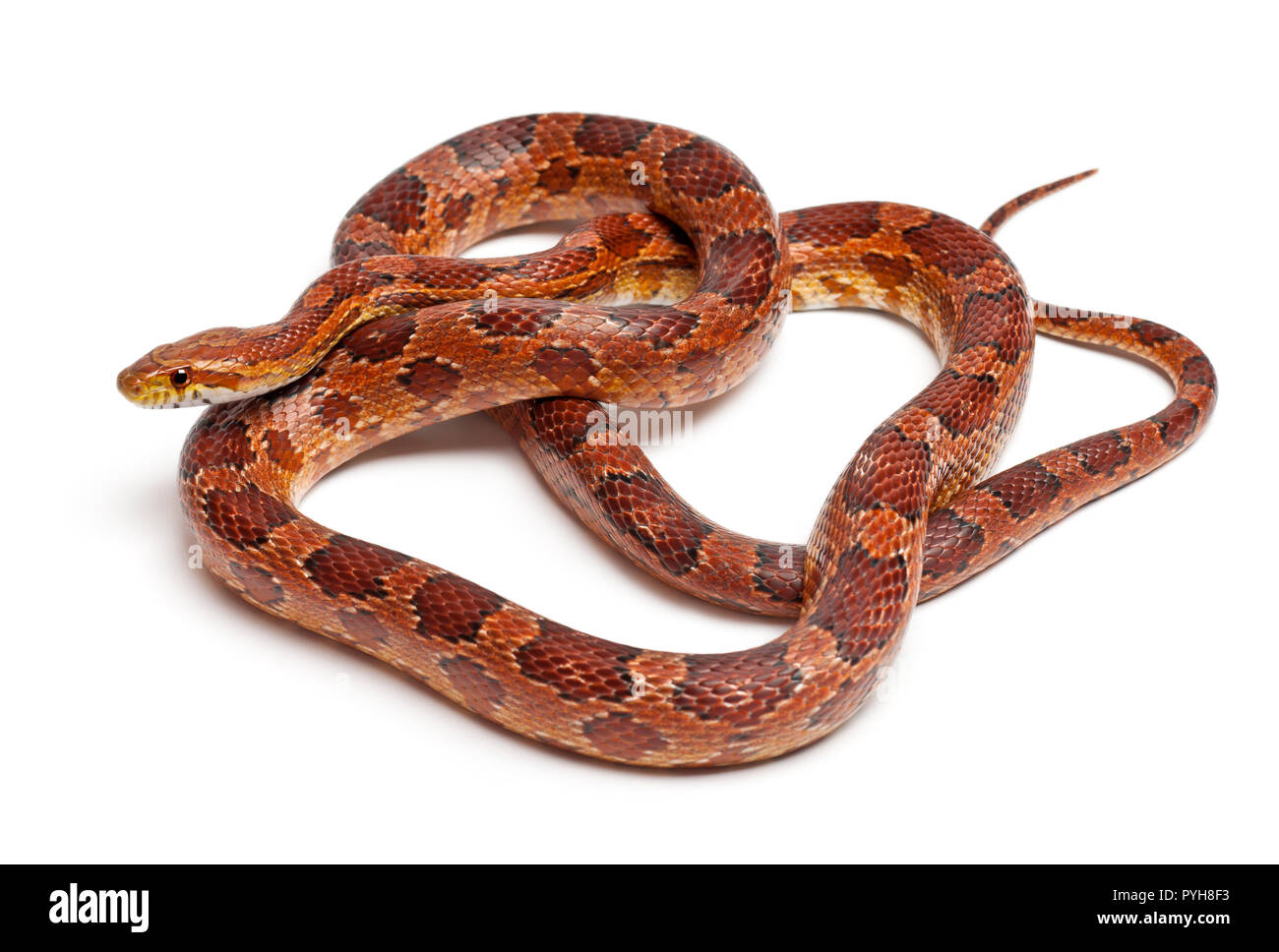 Klassische Corn Snake oder Rote Ratte Schlange, Pantherophis guttatus, vor weißem Hintergrund Stockfoto