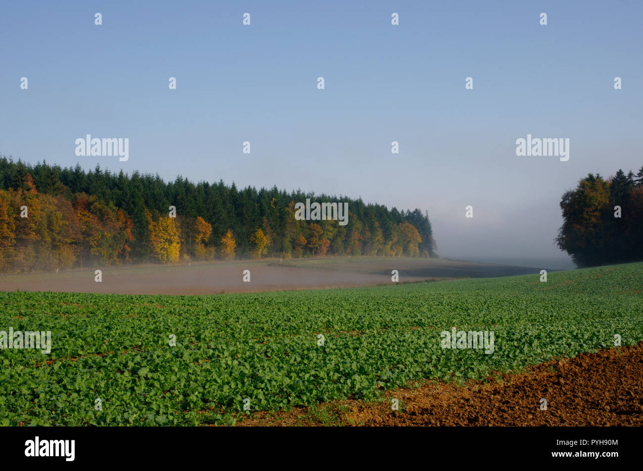 Morgennebel über herbstlichen Feldern bei Duttenbrunn (Teil von Zellingen) im Landkreis Main-Spessart, Unterfranken, Bayern, Deutschland Stockfoto