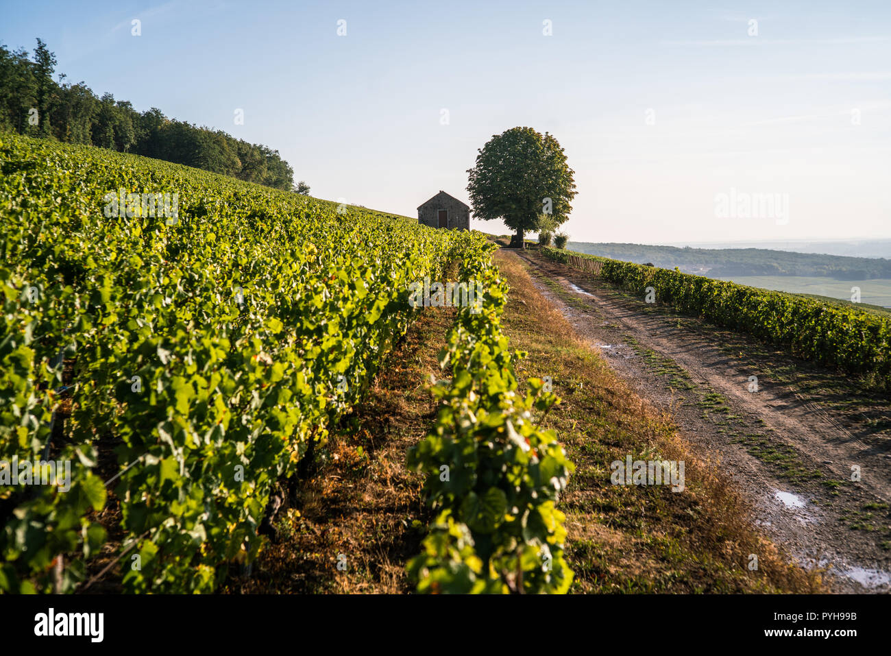 Weinberg in der Nähe von Beaune, Burgund, Frankreich, Europa. Stockfoto