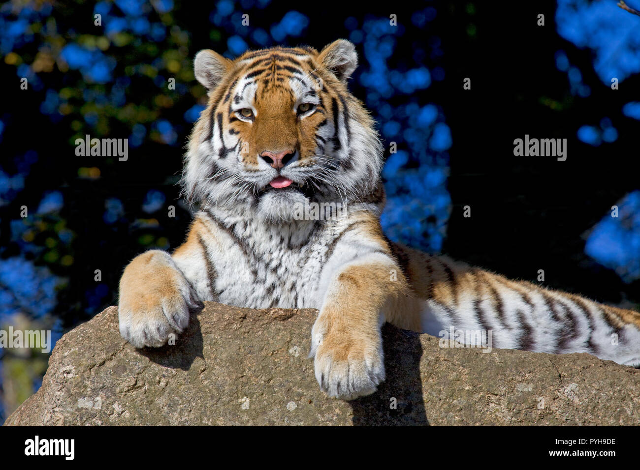 Männliche Amur Tiger schaut in die Kamera Stockfoto