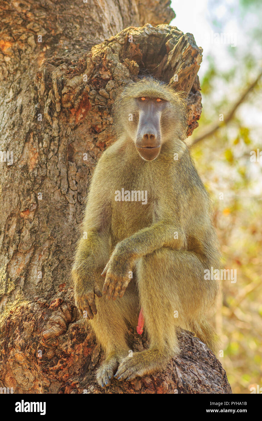 Erwachsene männliche Chacma Baboon Art Papio Ursinus, sitzen auf dem Baum in der Natur Wald. Kap Paviane im Krüger Nationalpark, Südafrika. Vertikale erschossen. Stockfoto