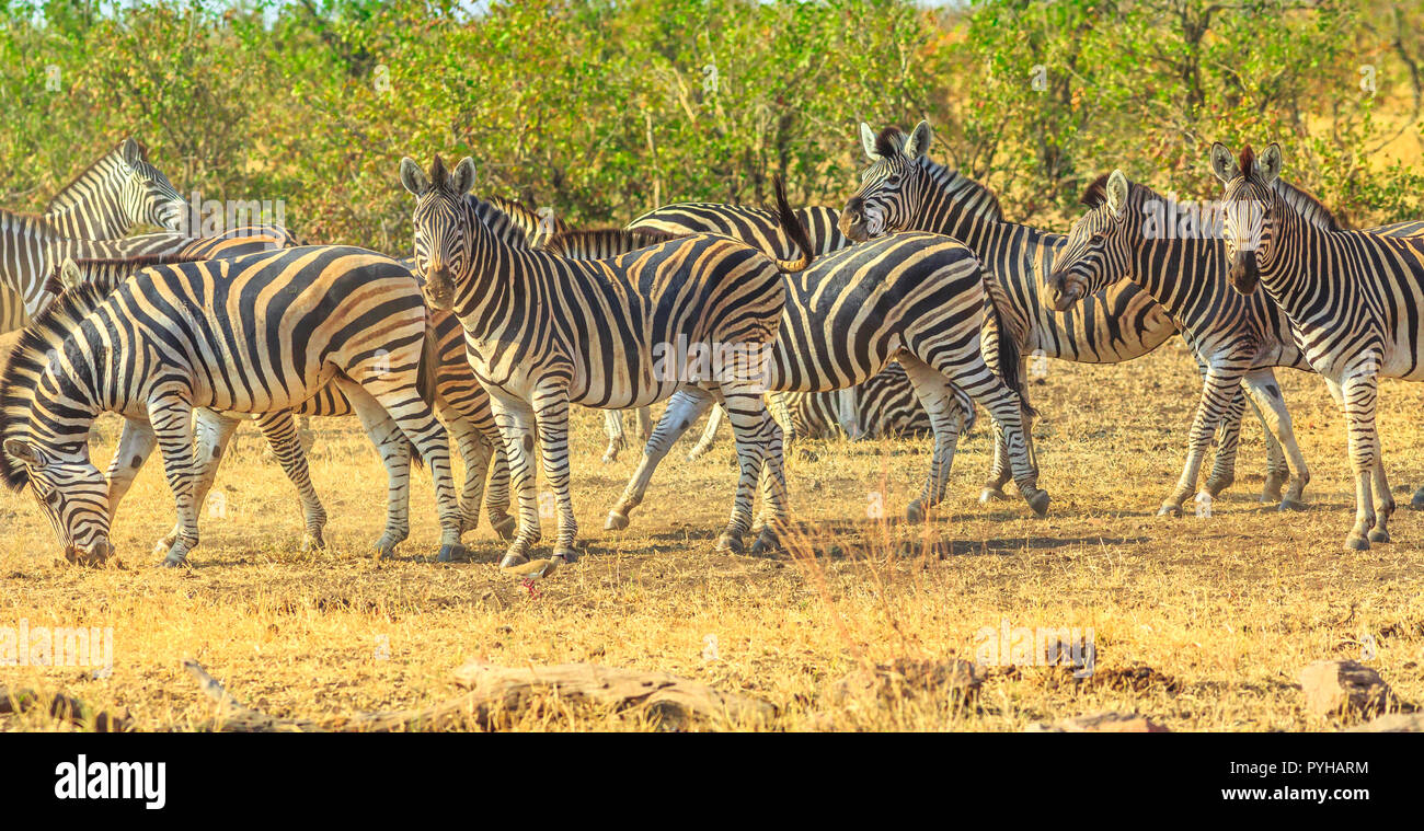 Panorama der Krüger National Park, Südafrika. Gruppe der Zebras im natürlichen Lebensraum gesäumt. Game Drive Safari. Das Zebra gehört zu dem Pferd und zeichnet sich durch den einzigartigen schwarzen Streifen. Stockfoto