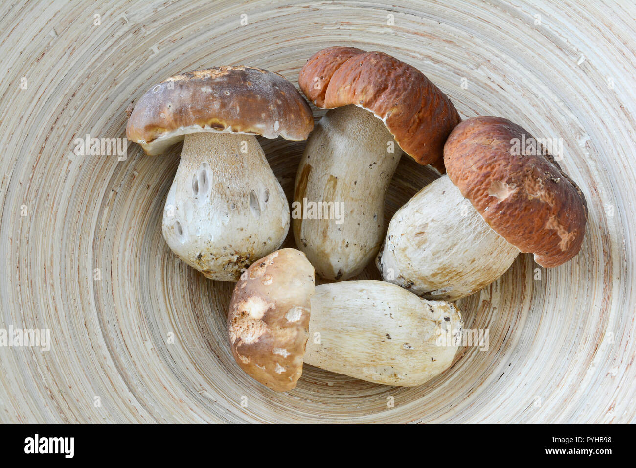 Vier schöne Muster Boletus edulis, essbare Pilze, frisch geerntet und in grau Weidenkorb, Ansicht von oben Stockfoto