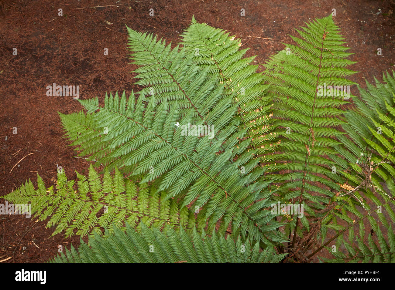 Baumfarn, Redwoods Wald, Rotorua, North Island, Neuseeland Stockfoto