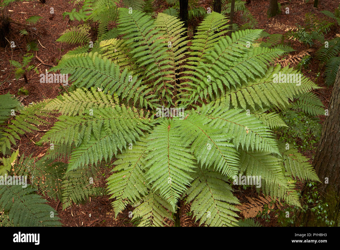 Baumfarn, Redwoods Wald, Rotorua, North Island, Neuseeland Stockfoto