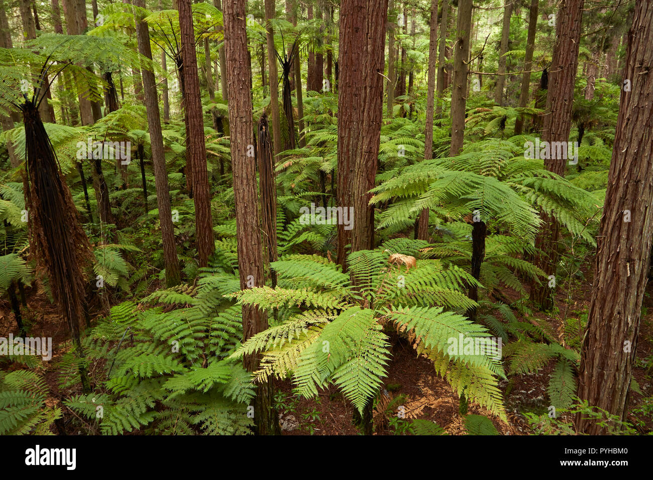Blick über redwoods und Farne von Redwoods Treewalk im Redwoods (Whakarewarewa Forest), Rotorua, North Island, Neuseeland Stockfoto