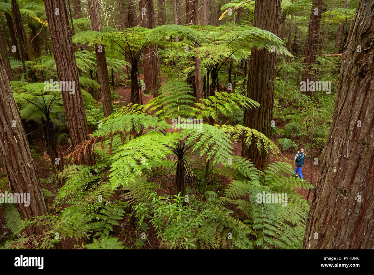 Blick über redwoods und Farne von Redwoods Treewalk im Redwoods (Whakarewarewa Forest), Rotorua, North Island, Neuseeland Stockfoto