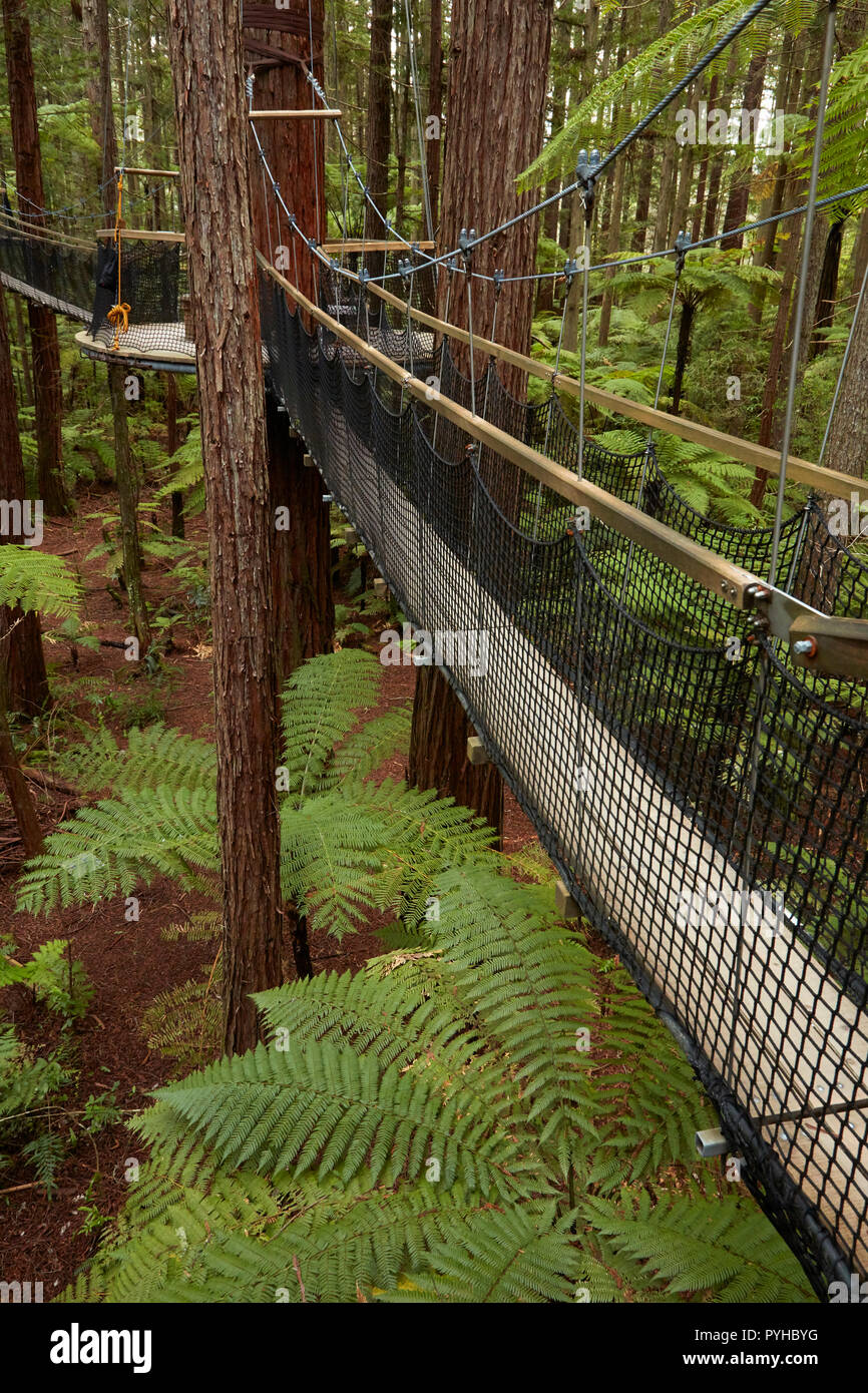 Redwoods Treewalk im Redwoods (Whakarewarewa Forest), Rotorua, North Island, Neuseeland Stockfoto