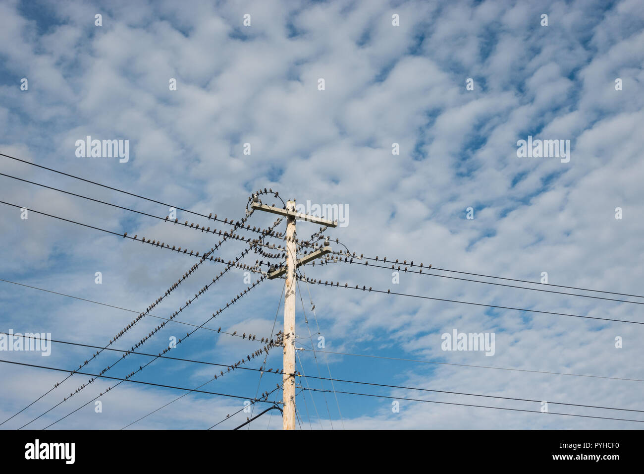 Scharen von Vögeln auf Telefon/elektrischen Kabeln gehockt Stockfoto