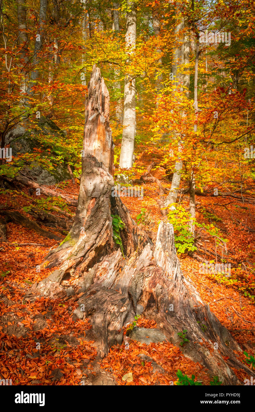 Herbst in Cozia, Karpaten, Rumänien. Bunte Herbst verlassen. Lebendige Herbstfarben im Wald. Landschaft der Natur mit Sonnenlicht durch Zweige o Stockfoto