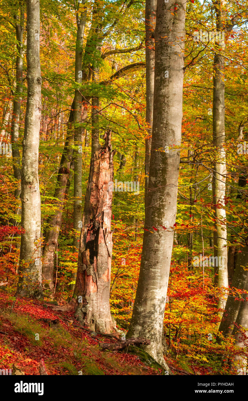 Herbst in Cozia, Karpaten, Rumänien. Bunte Herbst verlassen. Lebendige Herbstfarben im Wald. Landschaft der Natur mit Sonnenlicht durch Zweige o Stockfoto