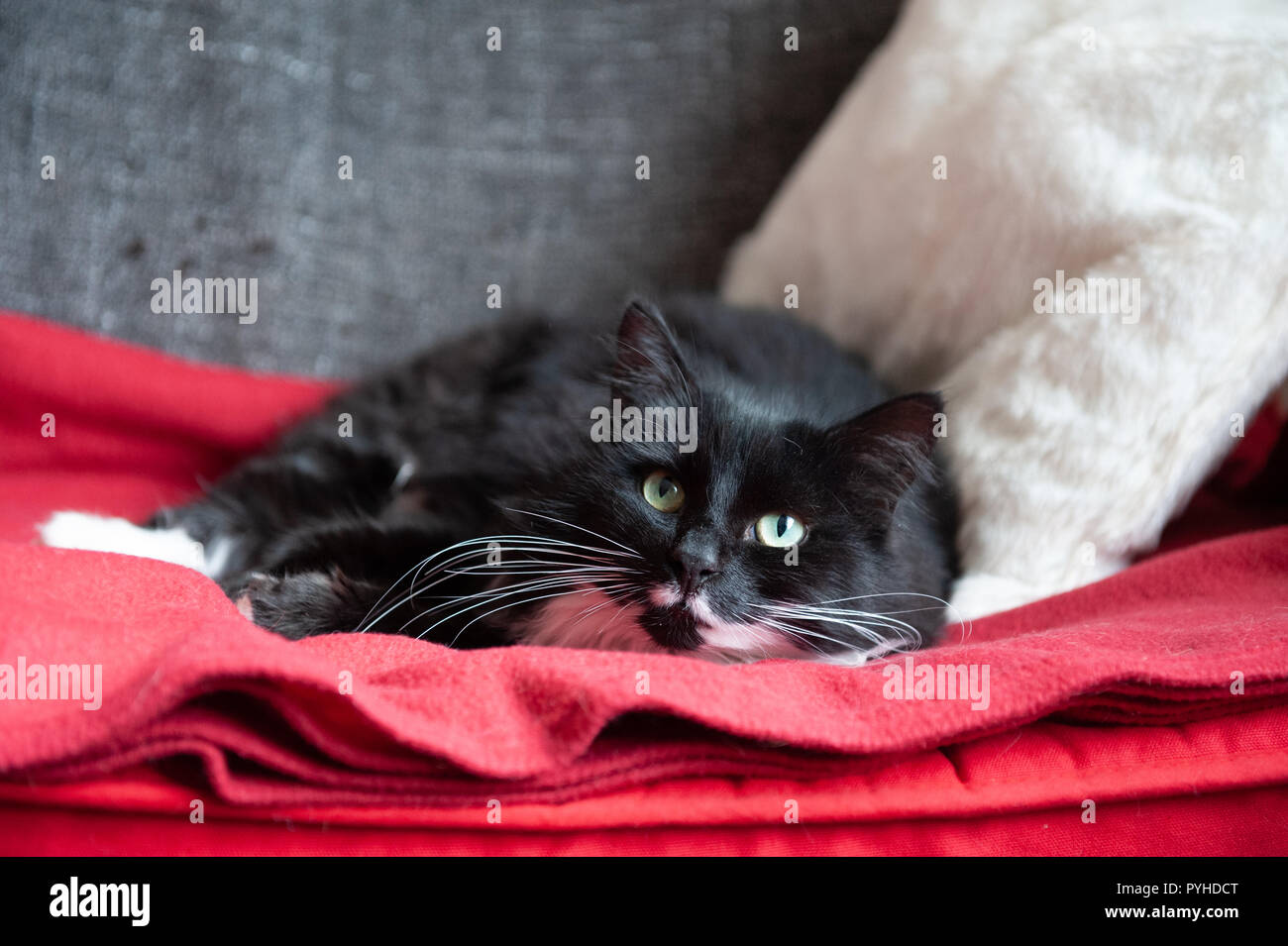 Schwarze und weiße Katze liegend auf Stuhl Stockfoto