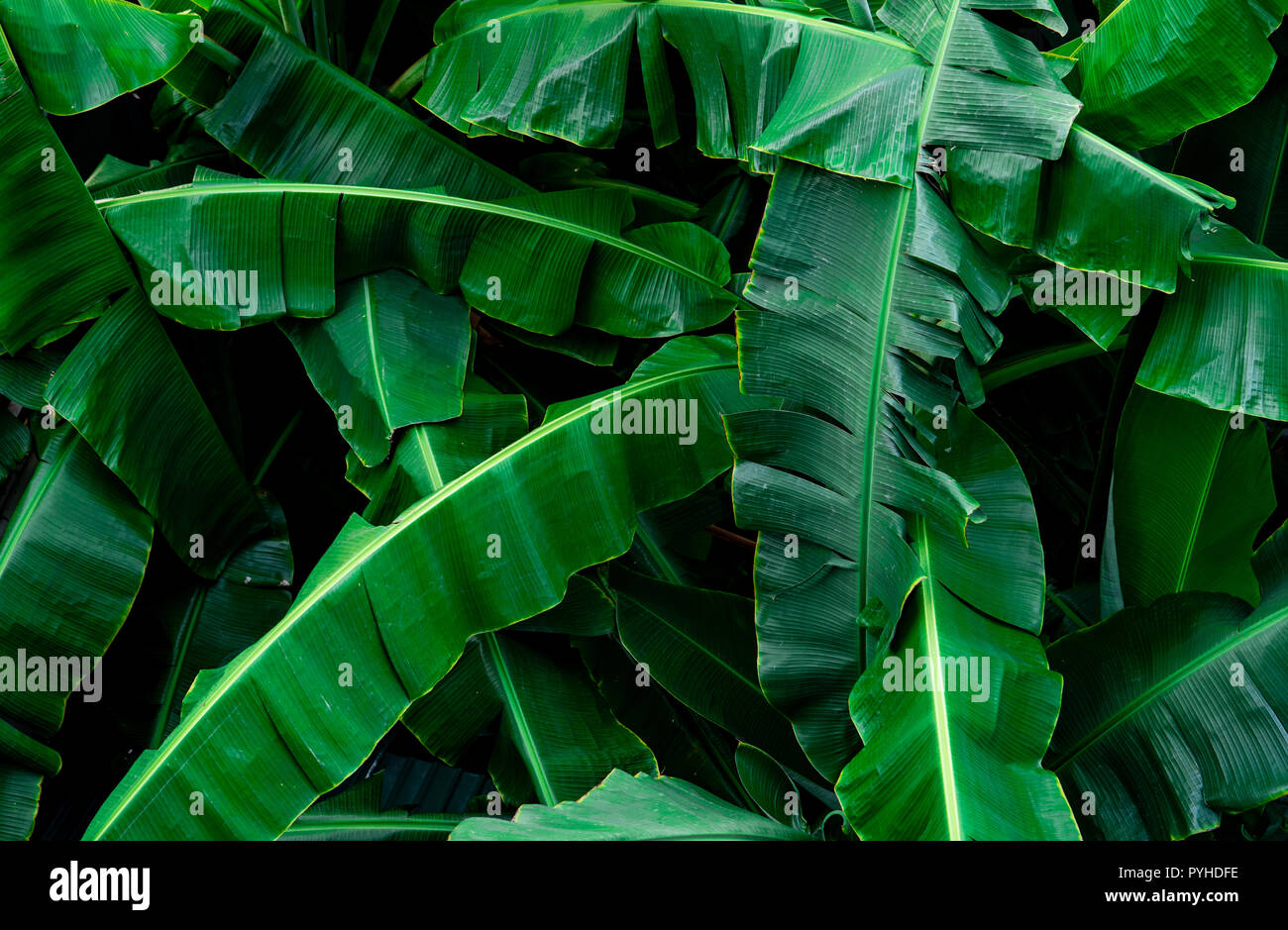 Banane grüne Blätter Textur Hintergrund. Banana leaf in tropischen Wald. Grüne Blätter mit schönen Muster in tropischen Dschungel. Natürliche Anlage im Tropi Stockfoto