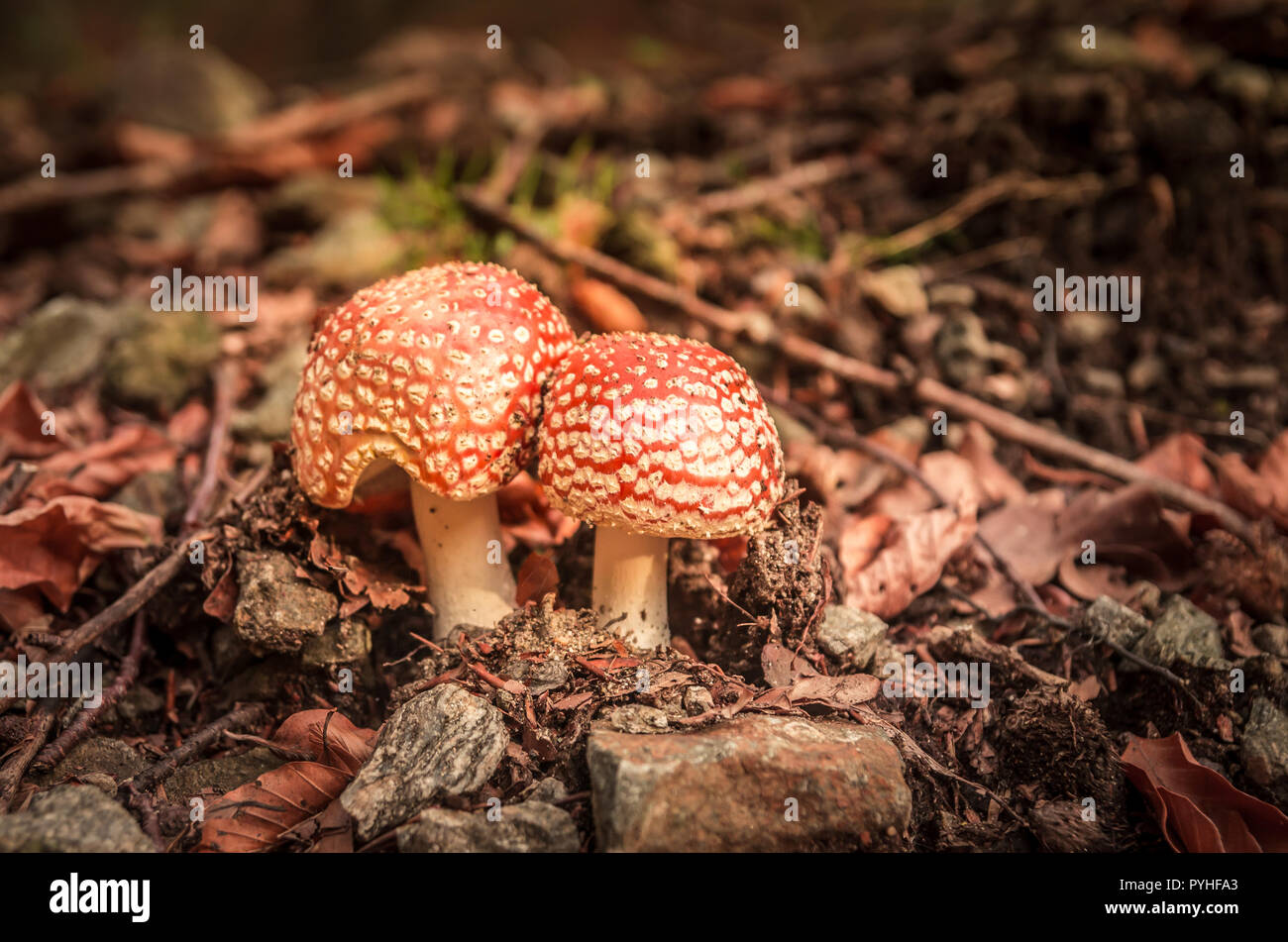 Orange Pilze in einem Bergwald. Roter Amanita muscaria im Herbst. Stockfoto