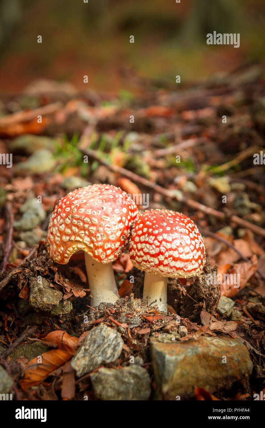 Orange Pilze in einem Bergwald. Roter Amanita muscaria im Herbst. Stockfoto