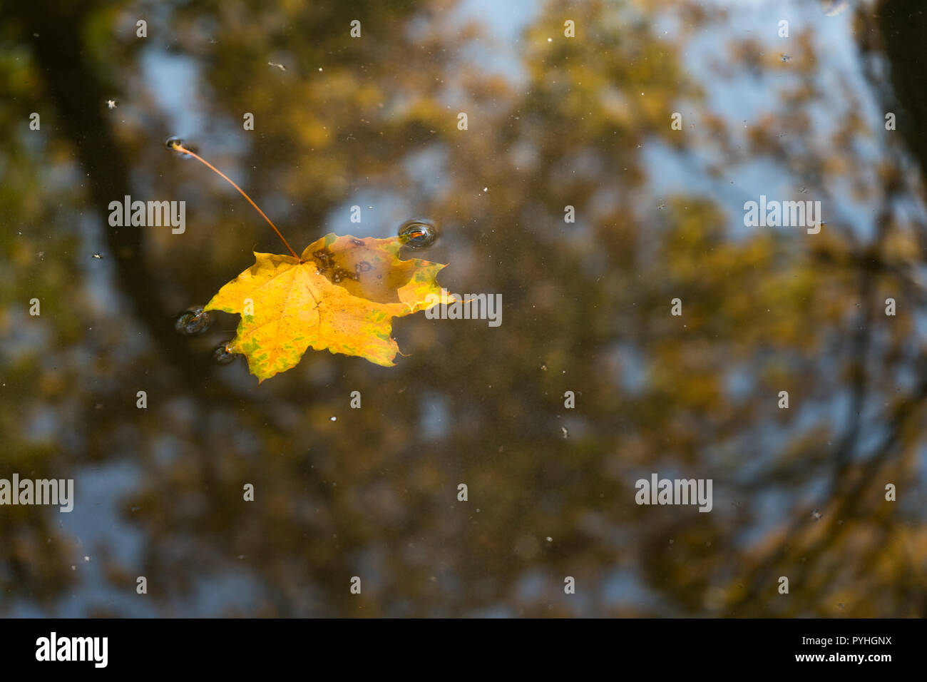 Leicht versenkt herbstlichen in Zürich, Schweiz Stockfoto