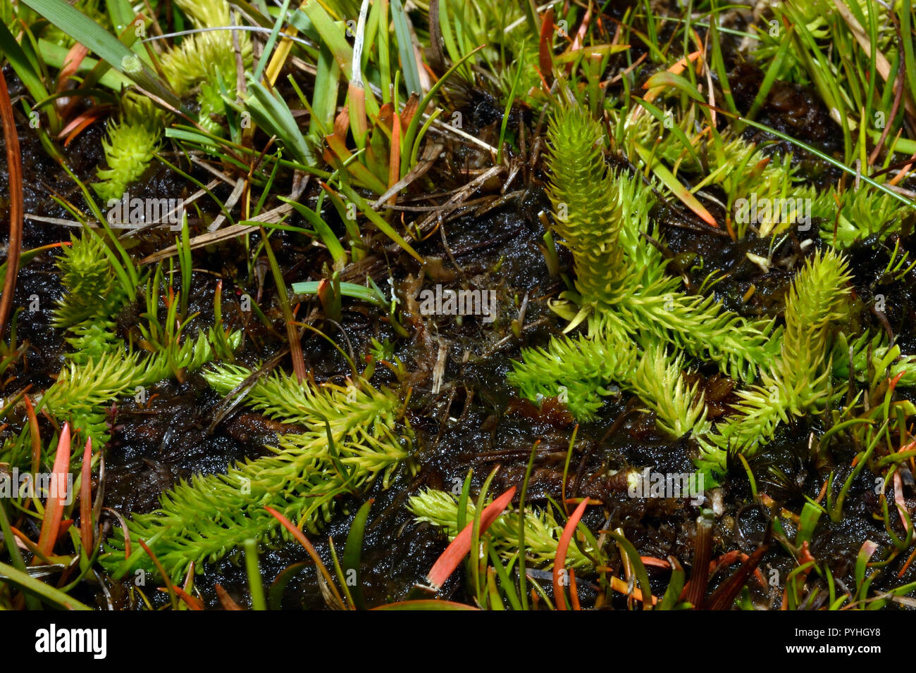 Lycopodiella inundata (Marsh club Moss) ist ein club Moos mit zirkumpolar und circumboreal Verteilung. Er wächst in feuchten Lebensraum einschließlich nasse Tundra. Stockfoto