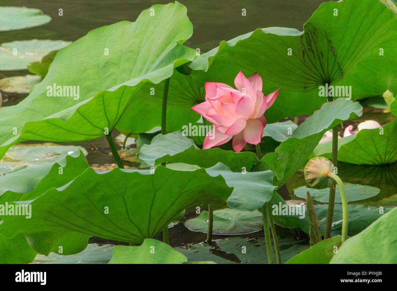 Schöne rosa Lotus in einem See in Vietnam Stockfoto