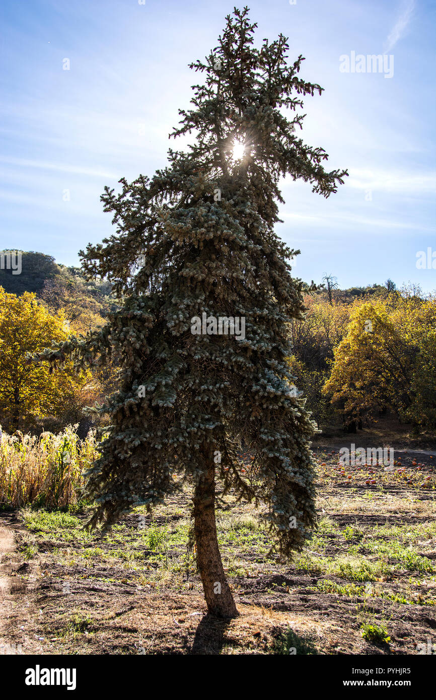 Ein einsamer Baum; Eiche Glen, Kalifornien, USA Stockfoto