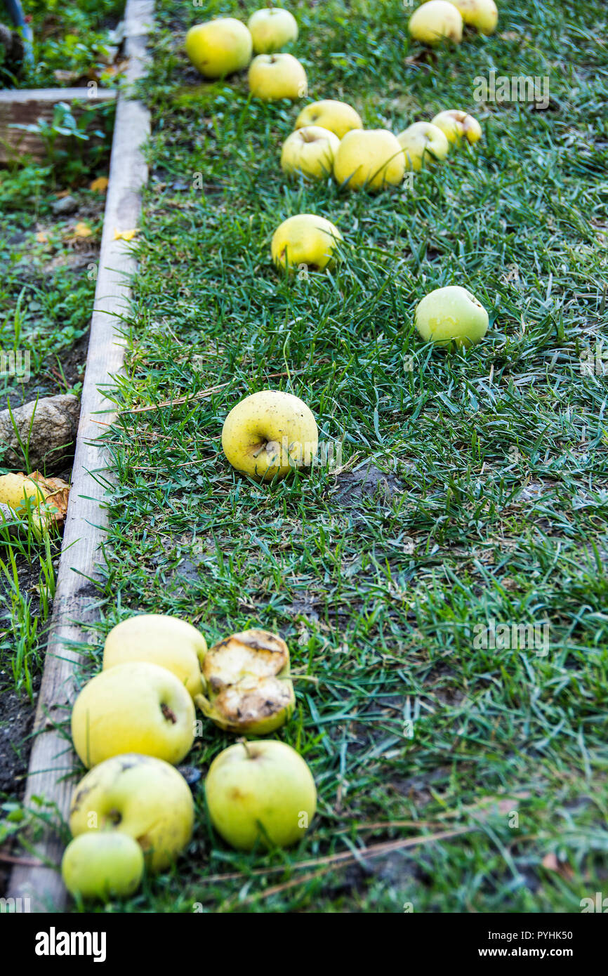 Äpfel Verrotten auf dem Boden; Eiche Glen, Kalifornien, USA Stockfoto