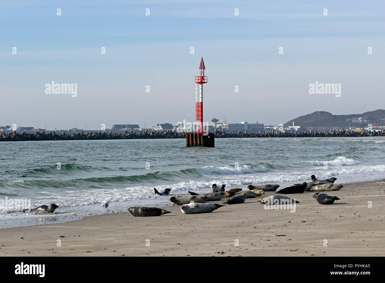 Unterer Bereich Licht, graue Dichtungen am Strand liegen, im Hintergrund die Hauptinsel, Duene (Düne), Helgoland, Schleswig-Holstein, Deutschland Stockfoto