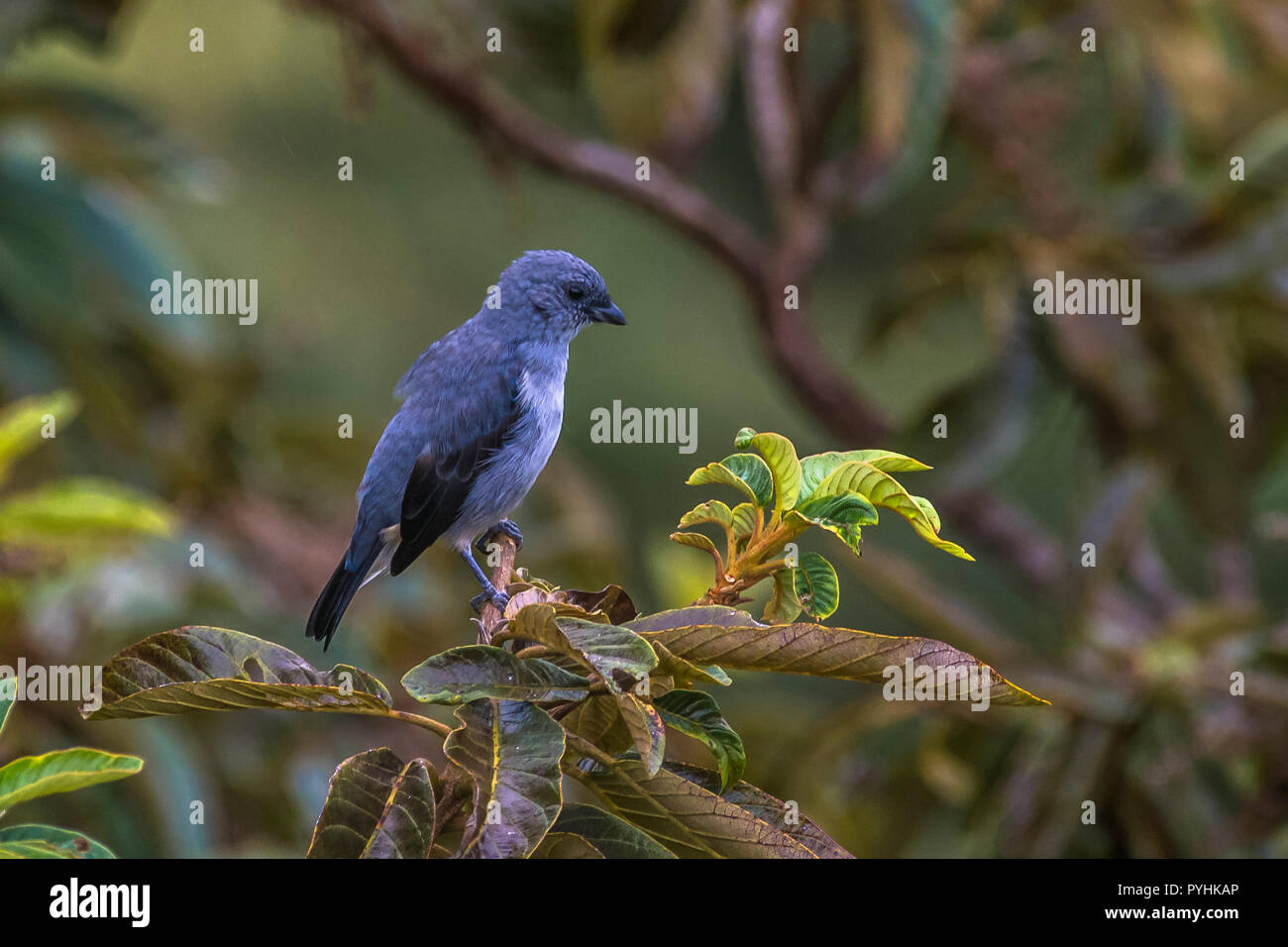 Tropische Vögel von Panama Stockfoto