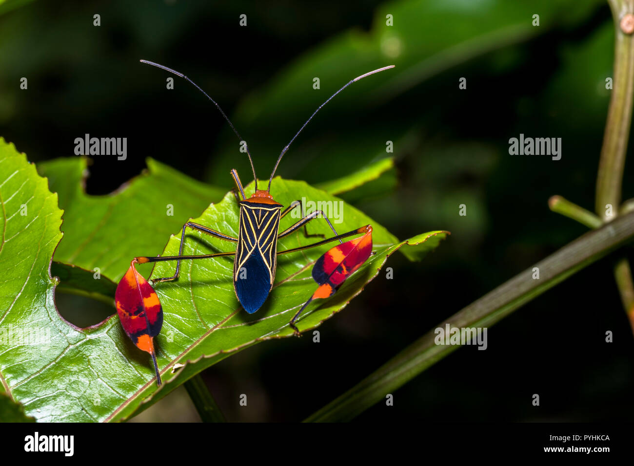 Seltene Insekt getarnt Bild im tropischen Regenwald von Panama genommen Stockfoto