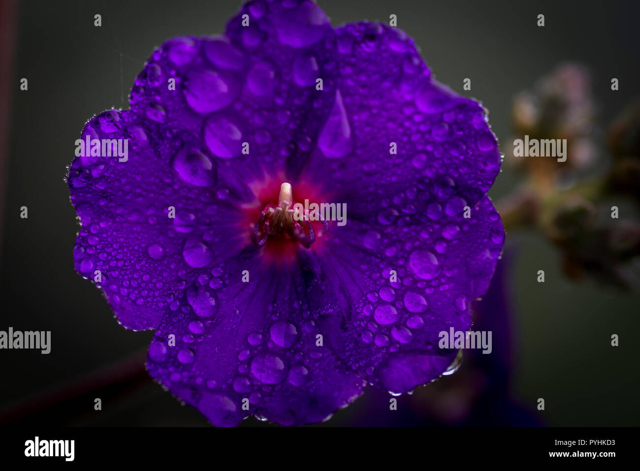 Lila Blume mit Regentropfen Nahaufnahme Makro Foto Stockfoto