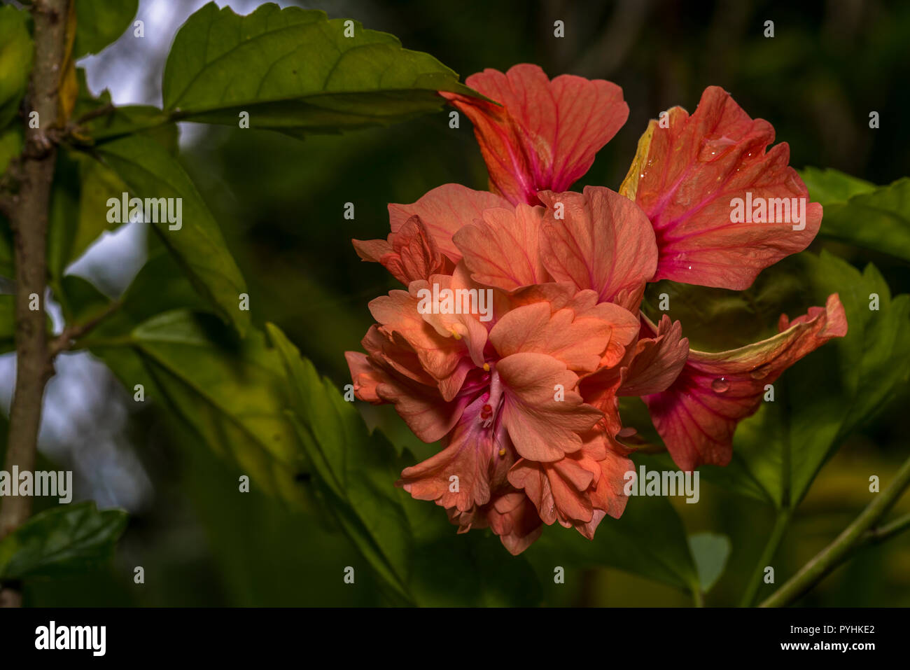 Orange Hibiscus Flower Stockfoto