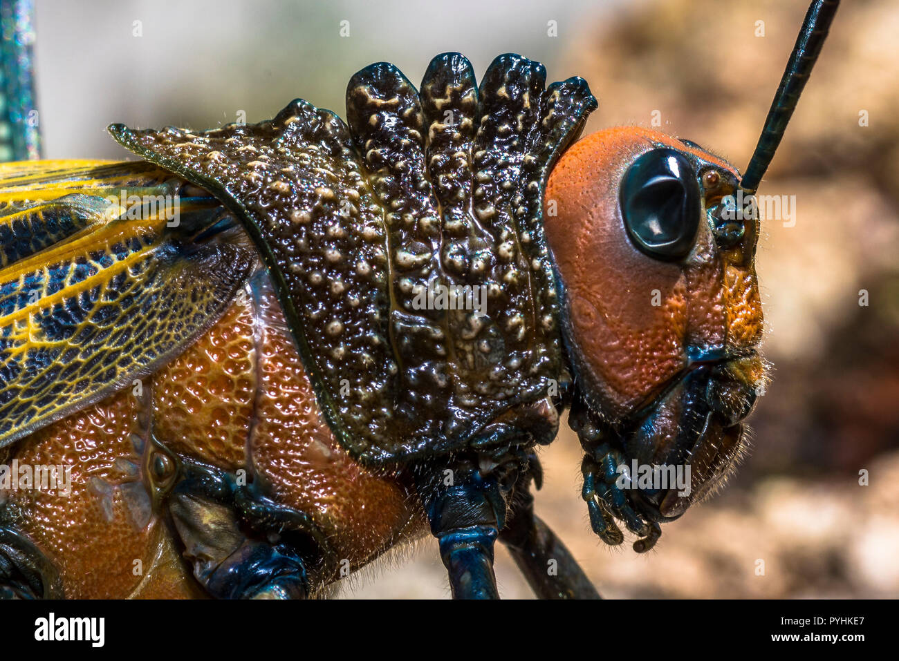 Nahaufnahme Kopf geschossen von einem riesigen Grasshopper (Tropidacris cristata) Insekt Stockfoto