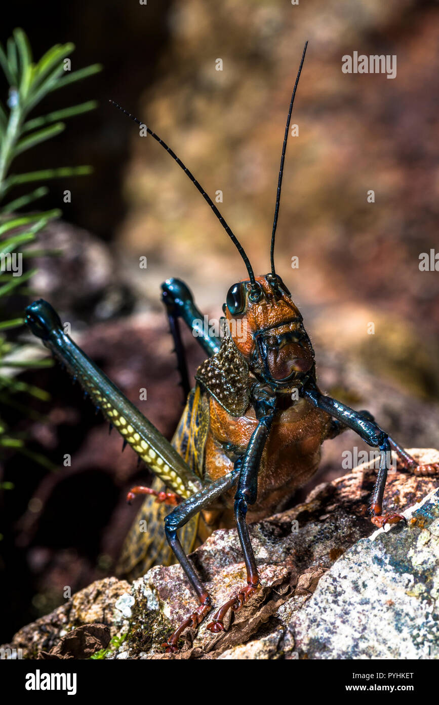 Riesige Grasshopper (Tropidacris cristata) Insekt Makro Bild in Panama genommen Stockfoto