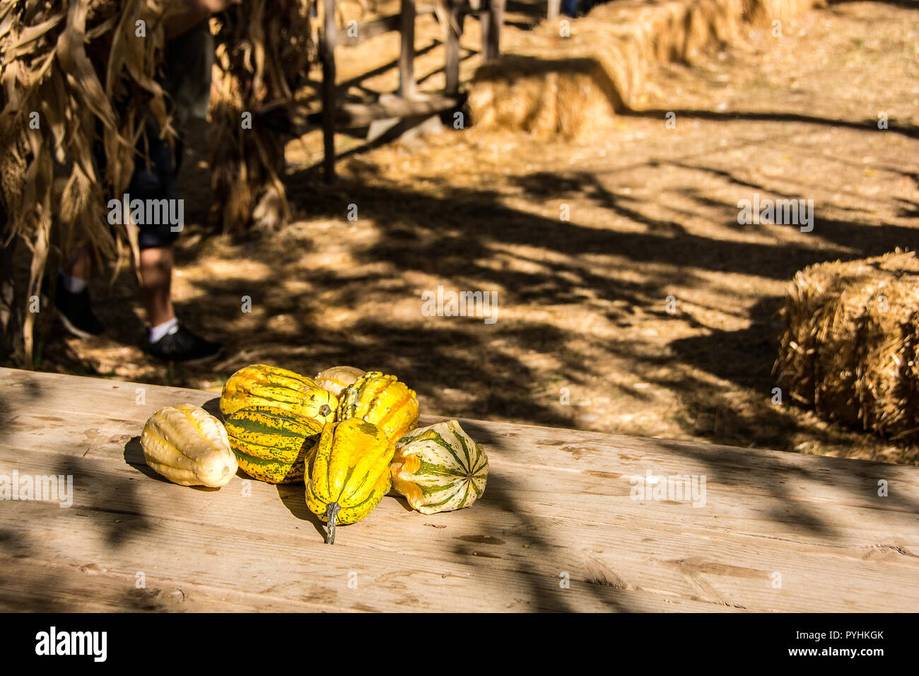 Einige Squash auf dem Rand eines hölzernen Tisch; Eiche Glen, Kalifornien, USA Stockfoto