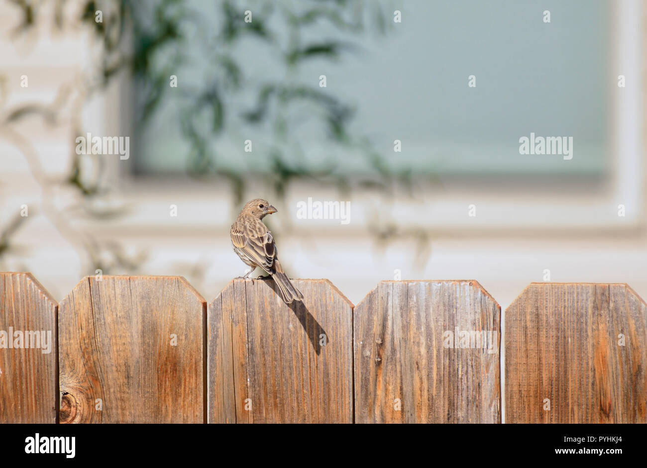 Eine braune Spatz sitzt auf einem Holzzaun. Stockfoto