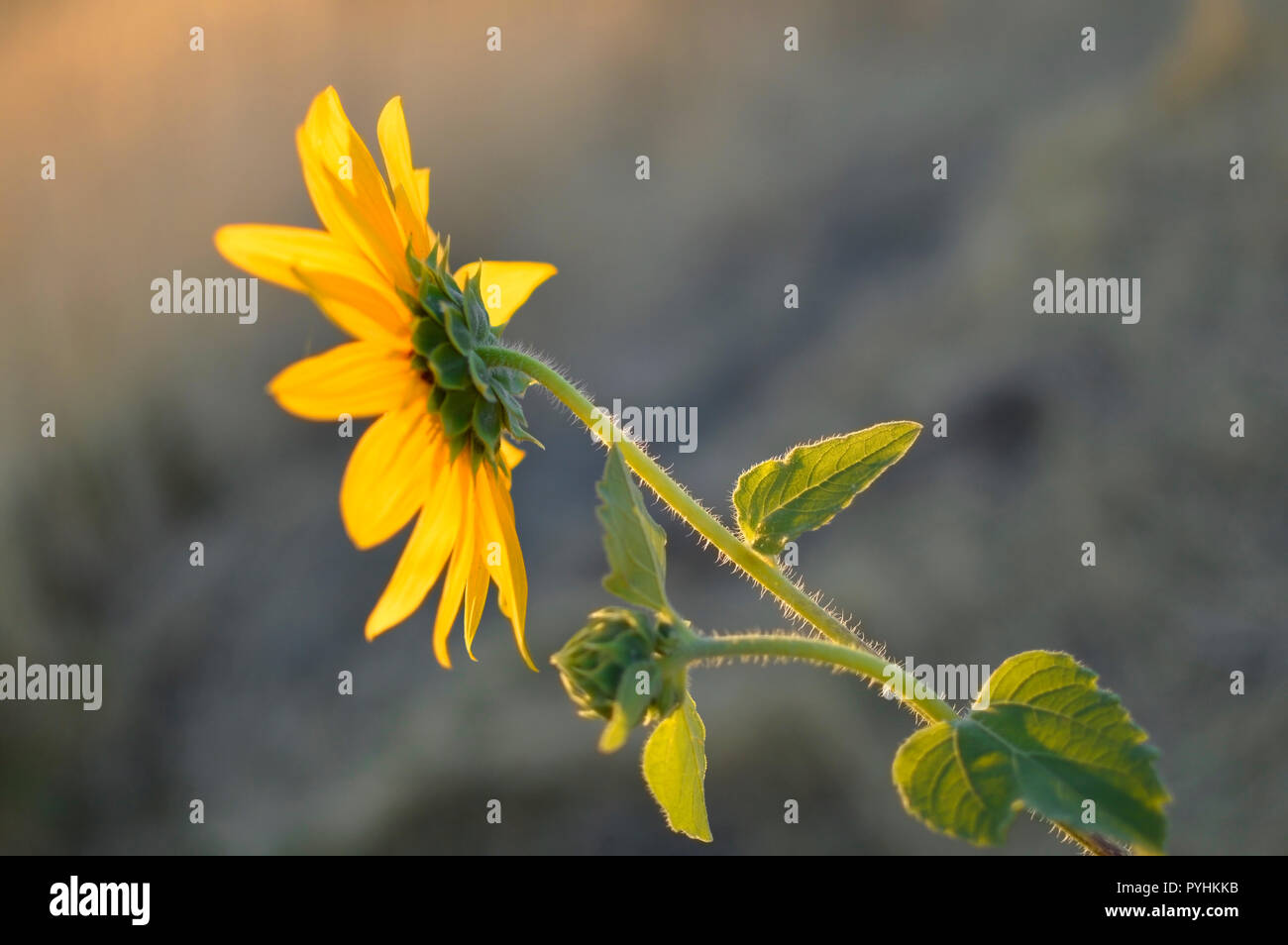 Ein Sonnenuntergang über den Berg kommen, Beleuchtung, einen goldenen Sonnenblumen auf einem Feld von Korn. Stockfoto