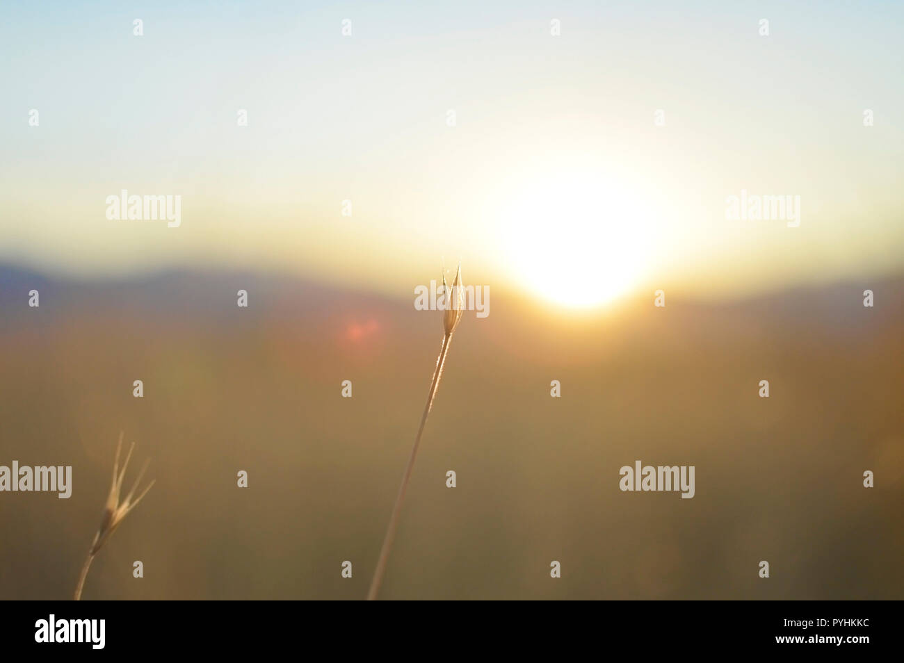 Ein Berg Sonnenuntergang in Utah durch ein gelbes Feld Struktur. Stockfoto
