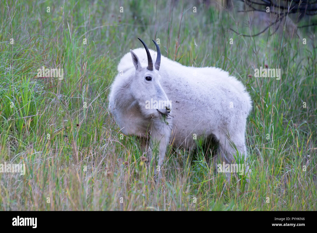 Ein weißer Berg Ziege auf Gras auf einem grasbewachsenen Hügel zum Naschen. Stockfoto