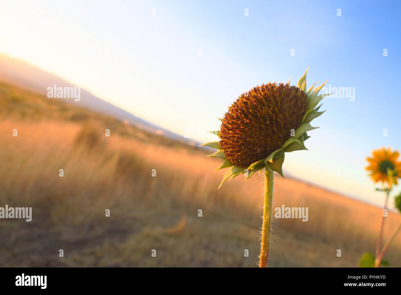 Einen goldenen Sonnenuntergang Beleuchtung bis eine Sonnenblume Kopf in Utah. Stockfoto