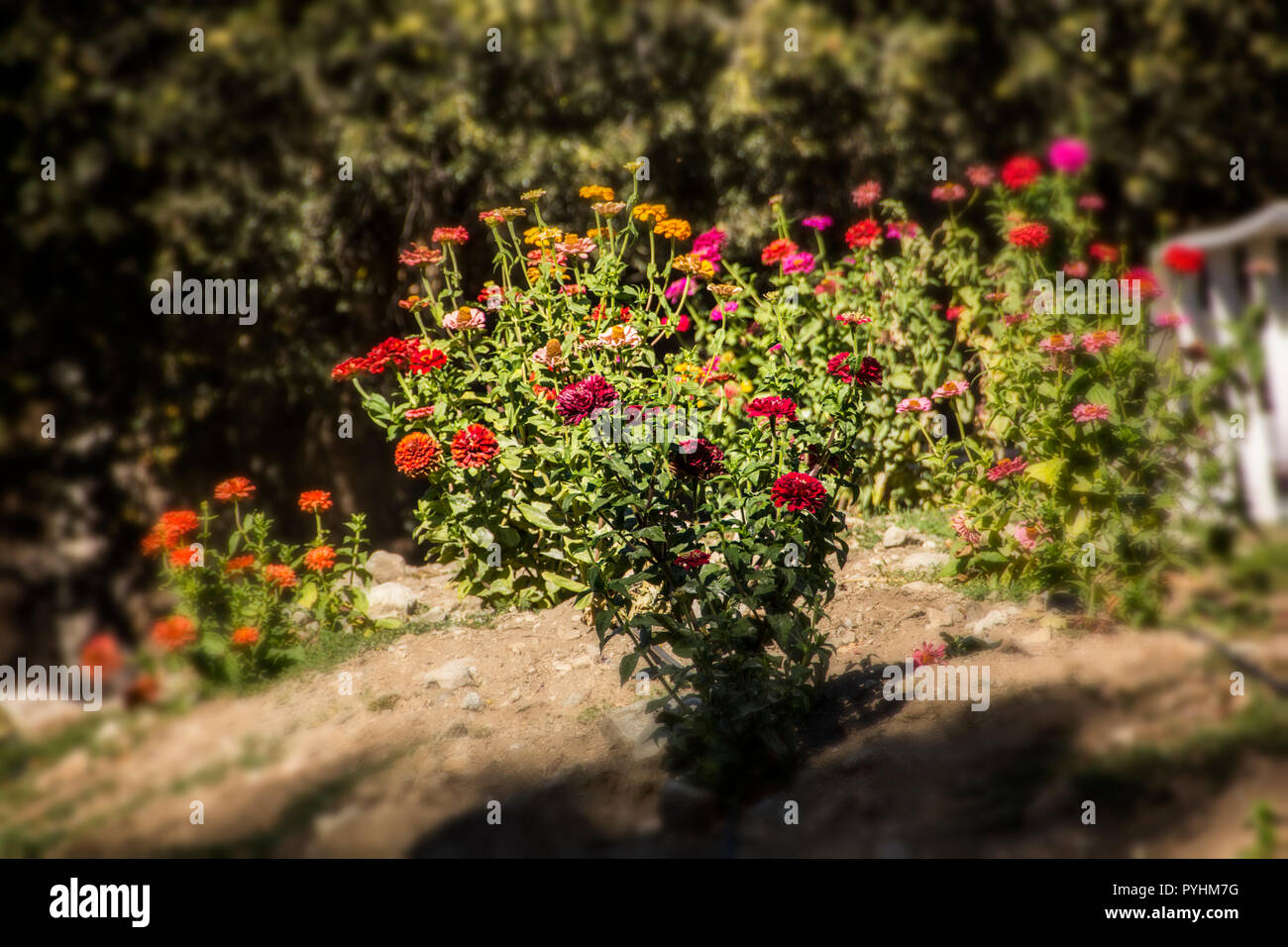 Blumen: Eiche Glen, Kalifornien, USA Stockfoto