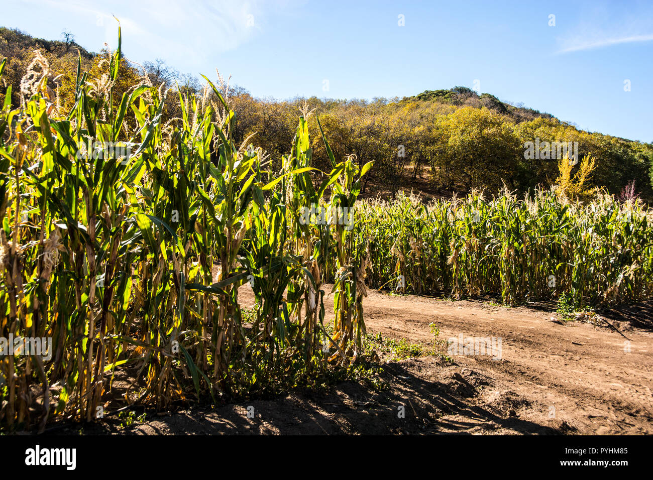 Maisfelder, Eiche Glen, Kalifornien, USA Stockfoto