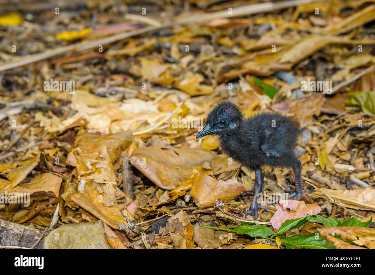 Vorübergehend aufgegeben Buff-Gebändert Rail rußig-schwarze Jungtiere wandern die Blattsänfte auf der Suche nach einem Insekt fest und seiner Mutter und Geschwister Küken. Stockfoto