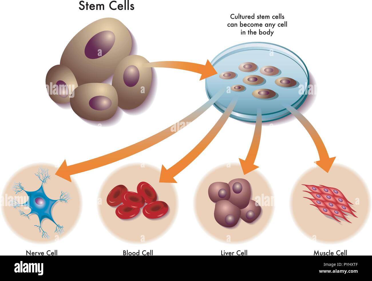 Medizinische Abbildung: die Funktion von Stammzellen im menschlichen Körper Stock Vektor