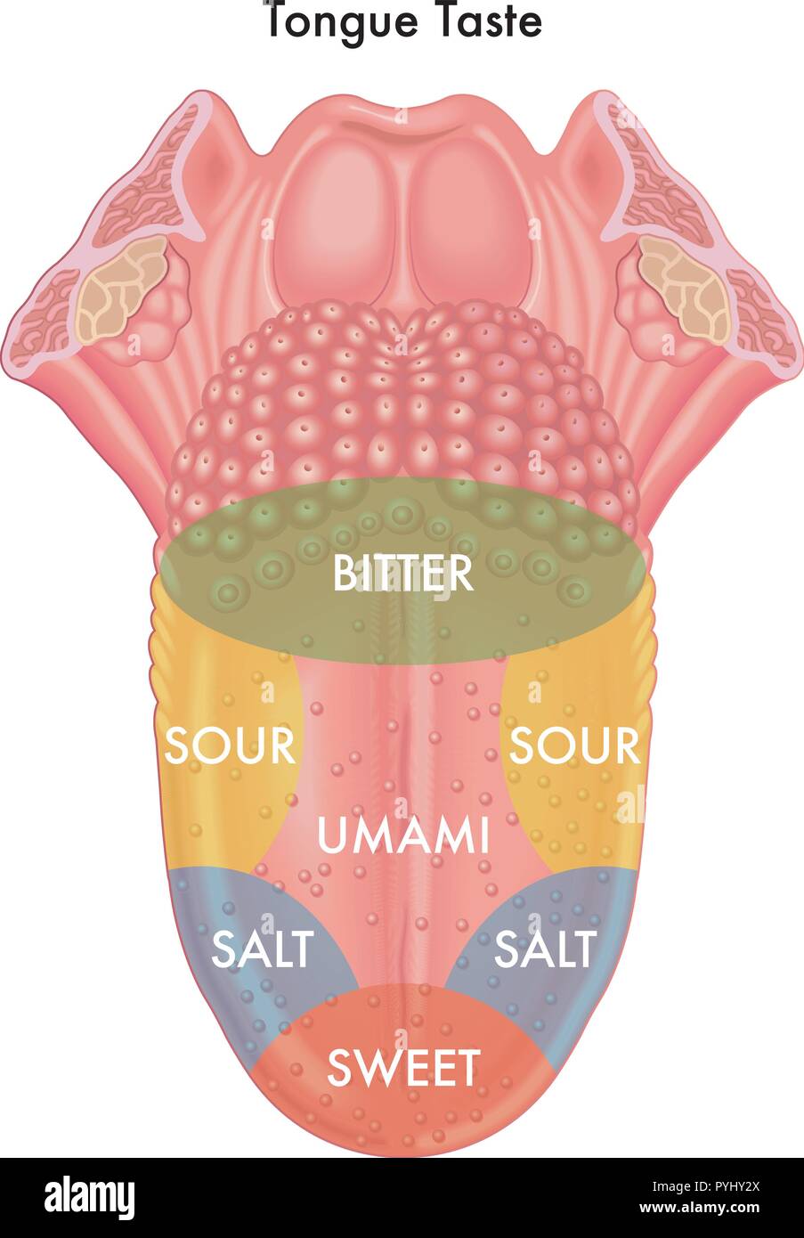Vektor medizinische Abbildung: schematische Karte der Zunge Geschmack Stock Vektor
