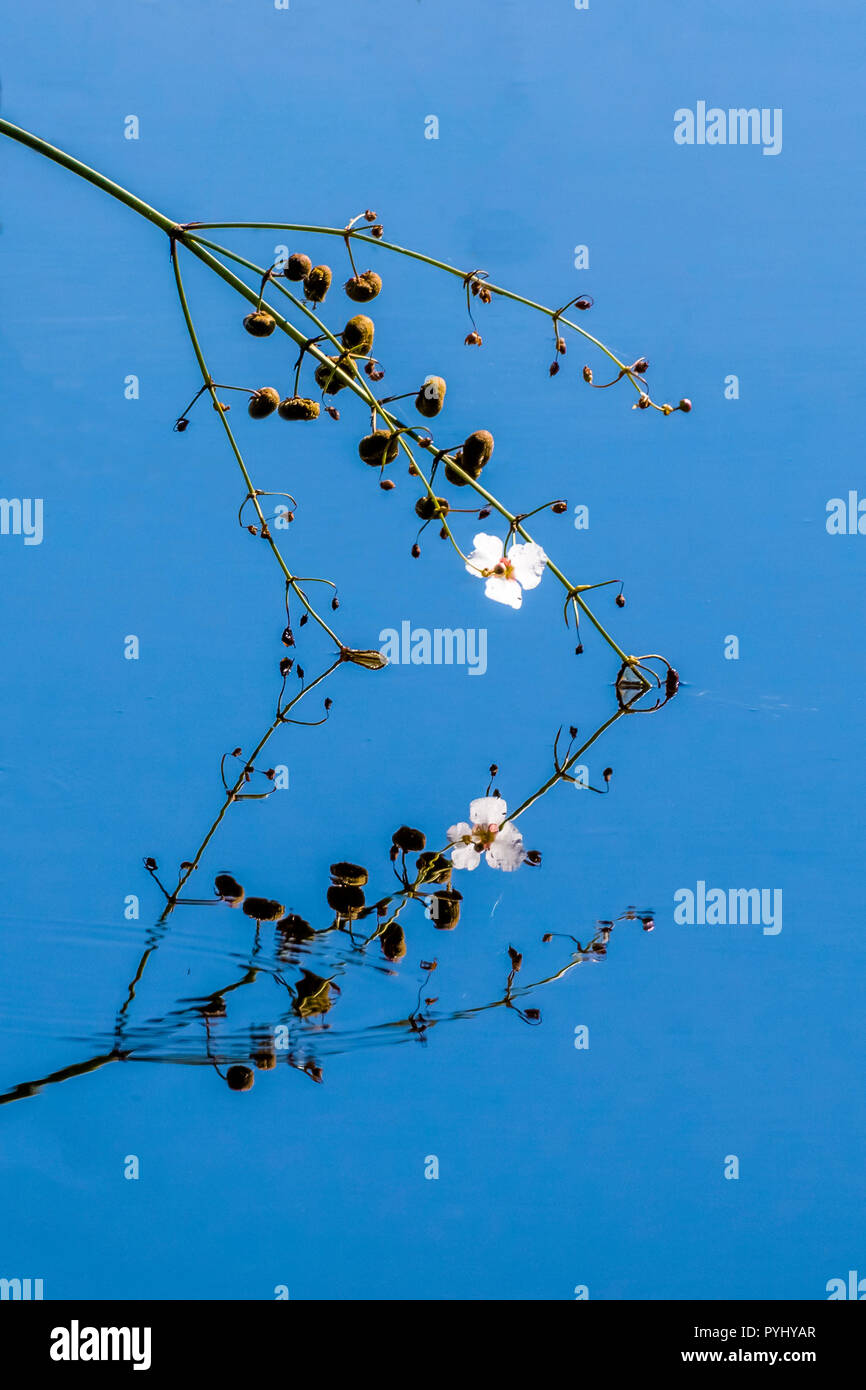 Kleine weiße Blüten in tiefem Blau ruhig Wasser reflektiert ein Spiegelbild in Babcock-Webb Wildlife Management Area in Piunte Gorda Florida im Stockfoto