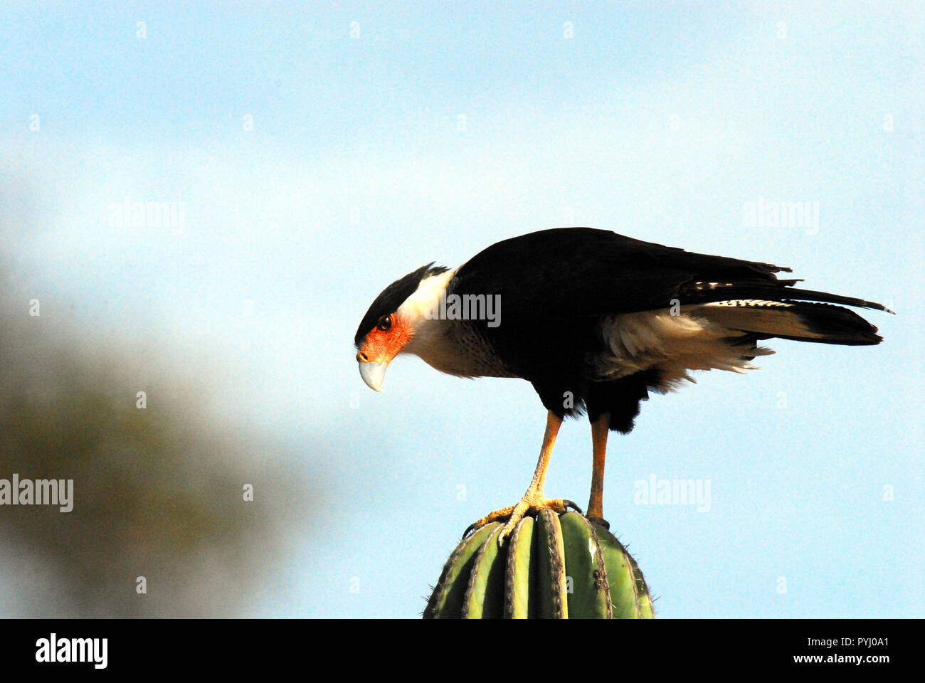 Eine Nahaufnahme von einem wunderschönen schwarzen Karakara (Caracarinae) Falcon sich auf einem Kaktus in BaJa, Mexico. Stockfoto