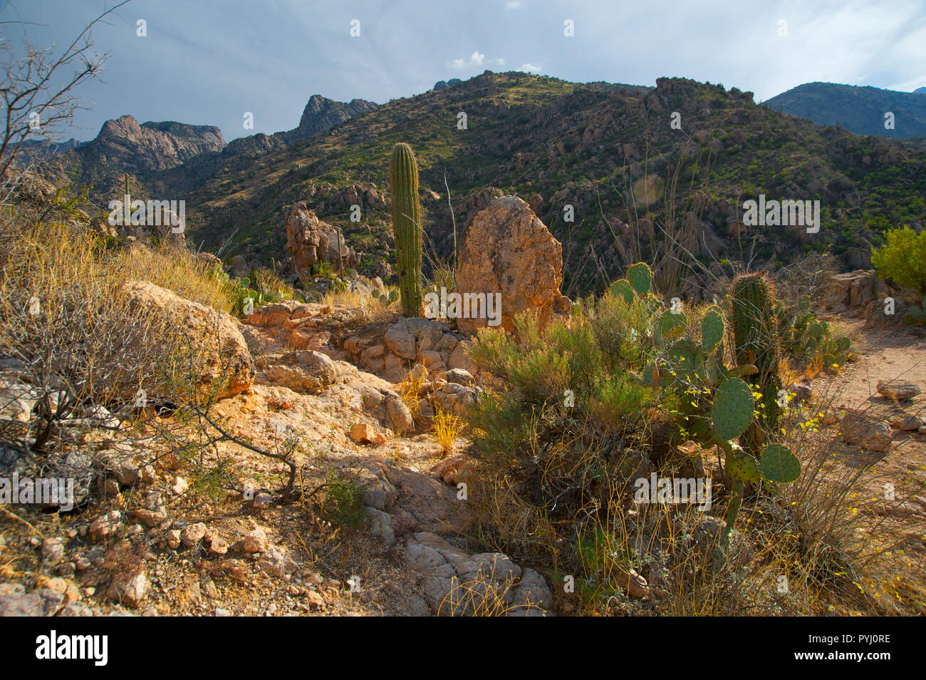 Um Tucson, AZ Stockfoto