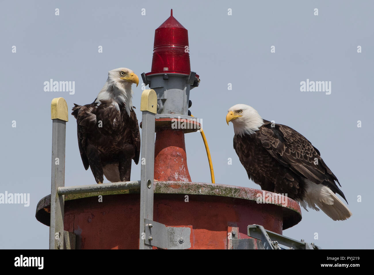 Ein paar kahle Adler thront auf einem Kanal Leuchtfeuer in Ucluelet Hafen auf Vancouver Island, British Columbia, Kanada. Stockfoto