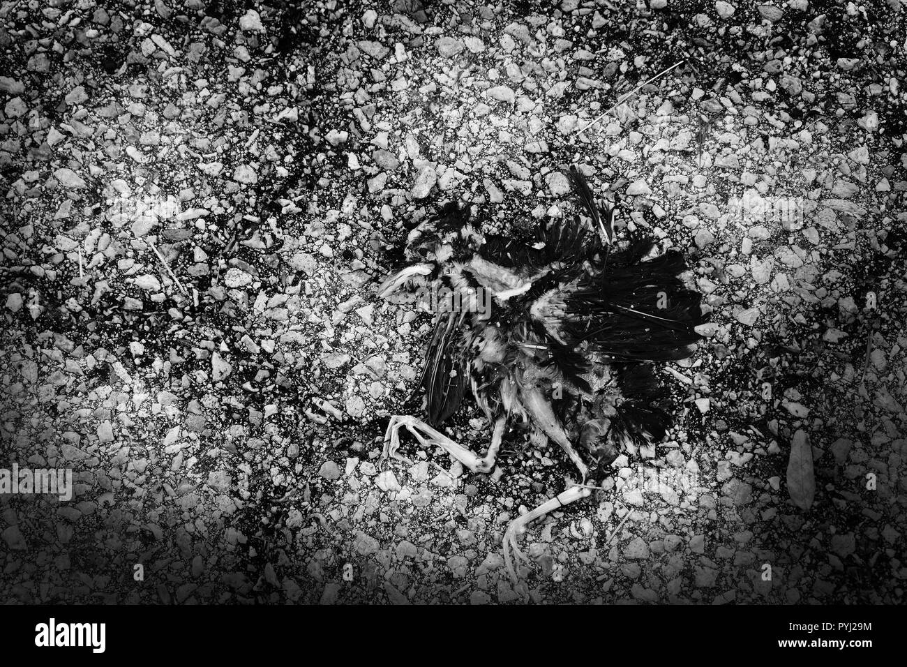 Einen toten Vogel auf dem Gehsteig der Straße einer Großstadt zerkleinert, ähnlich einer Höhlenmalerei. Stockfoto