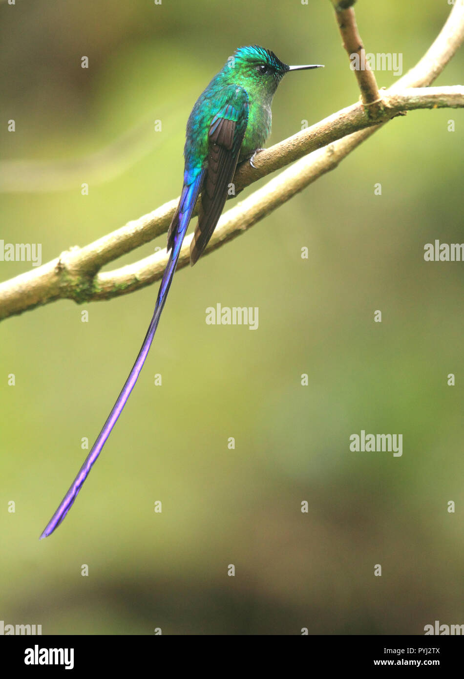 Wunderschöne Long-tail sylph männlichen Kolibri in seinem natürlichen Lebensraum des tropischen Regenwaldes thront. Stockfoto