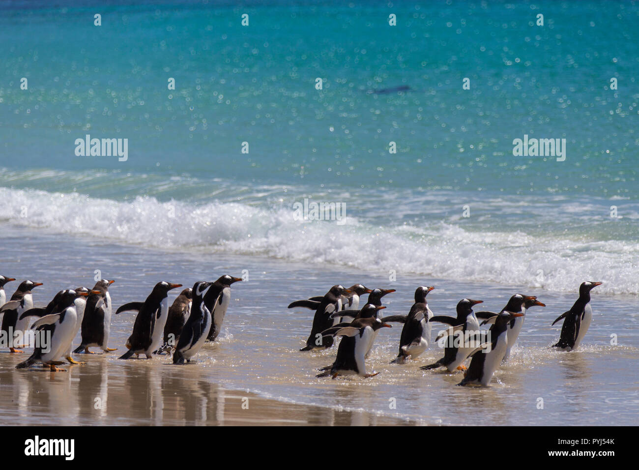 Gentoo und Magellan-pinguine, New Island, Falkland Inseln. Stockfoto