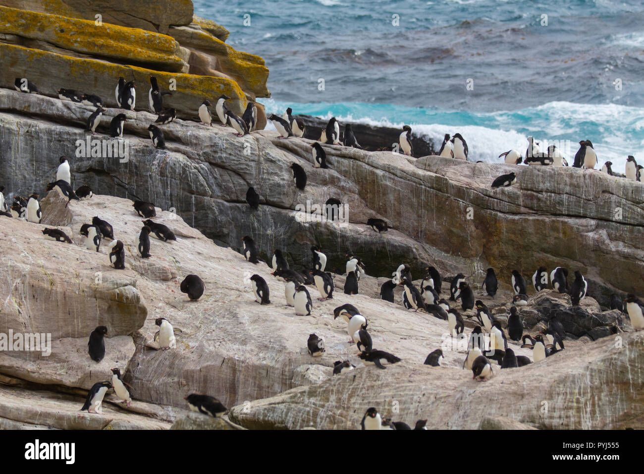 Rockhopper Penguin Colony, New Island, Falkland Inseln. Stockfoto